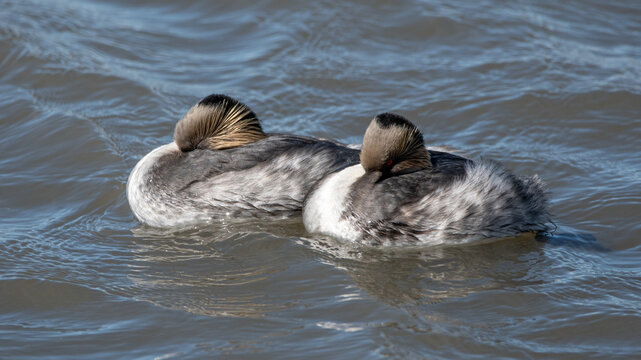 blanquillo en embalse 
Podiceps occipitalis