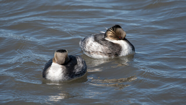 blanquillo en embalse 
Podiceps occipitalis