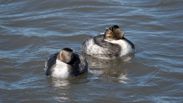 blanquillo en embalse 
Podiceps occipitalis