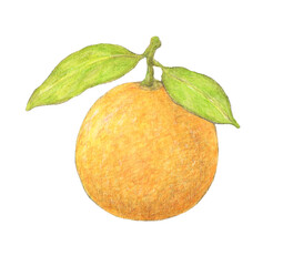 葉が2枚ついたネーブルオレンジ　水彩色鉛筆イラスト