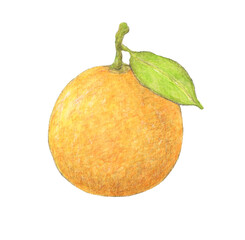 葉が1枚ついたネーブルオレンジ　水彩色鉛筆イラスト