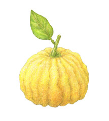 葉の付いた獅子ゆず　水彩色鉛筆イラスト