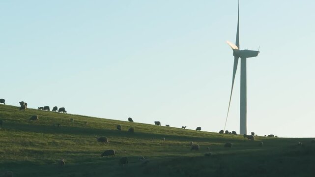 Wind Turbines Farm Sunrise Grazing Sheep