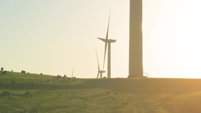 Wind Turbines Farm Sunrise Grazing Sheep