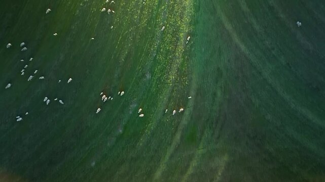 Sheep Grazing on a Wind Farm