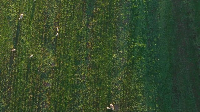 Sheep Grazing on a Wind Farm