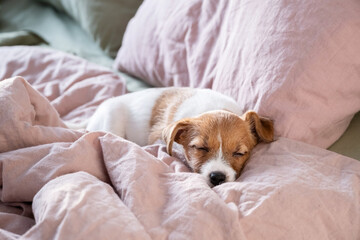 Adorable puppy sleeping peacefully on soft blanket.