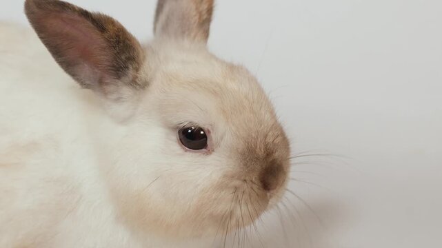 Close Up Profile of a Small White Domestic Rabbit