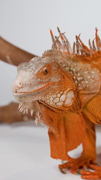 Close Up Profile of an Orange Iguana Resting on a Branch