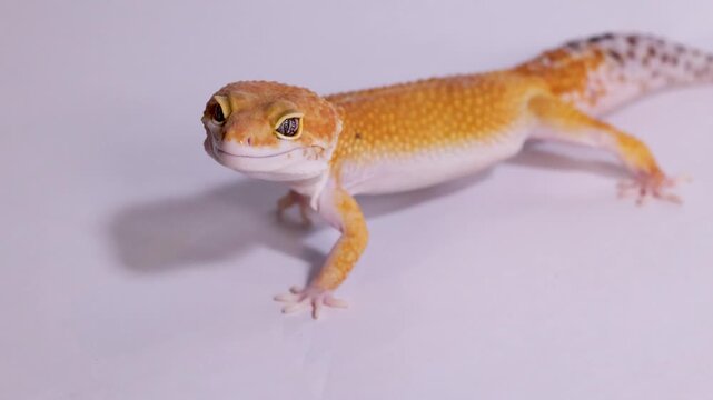Orange Leopard Gecko Standing Still on a Plain White Background
