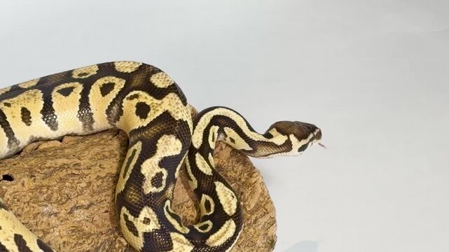 Ball Python Snake Coiled on Wood Log in Studio Setting
