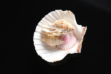Set of seashells isolated on black background. Summer vocation concept