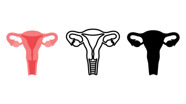 Anatomical illustrations of the female reproductive system including the uterus and ovaries