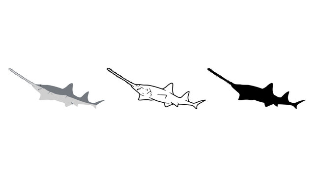 Three different colored thornback rays swimming in a row on a white background