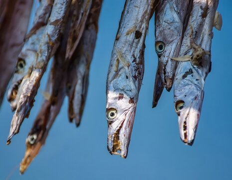 sun-dried ribbon fish processing on traditional bamboo racks in a coastal fishing village