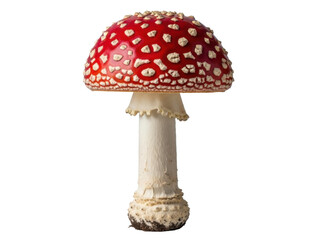 Vibrant red poisonous mushroom with white spots, amanita muscaria, isolated on transparent background