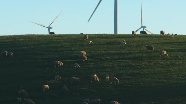 Wind Turbines Farm Sunrise Grazing Sheep