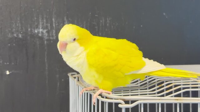 Yellow Lutino Quaker Parrot Perched on Top of a Wire Cage