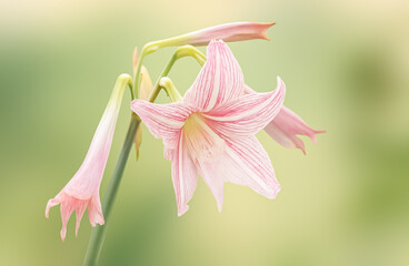 A pink Hippeastrum flower with striped petals blooms gracefully among its buds.