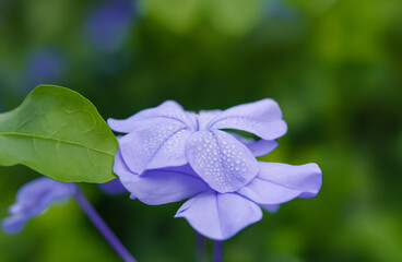 A delicate purple flower glistens with fresh water droplets against a soft green background.