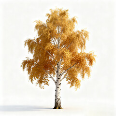 Golden Autumn Birch Tree on White Background