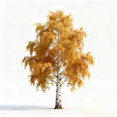 Golden Autumn Birch Tree on White Background