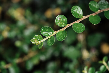Obraz premium Morning Dewdrops on Grass Leaves Macro Natural Texture