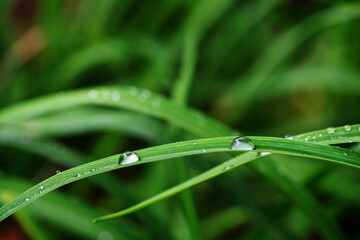 Morning Dewdrops on Grass Leaves Macro Natural Texture