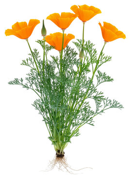 California Poppy Plant Roots Wildflower Growth