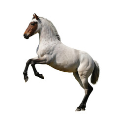Obraz premium A magnificent muscular white horse with brown face markings rearing up on its hind legs in a powerful dynamic pose, isolated on transparent background