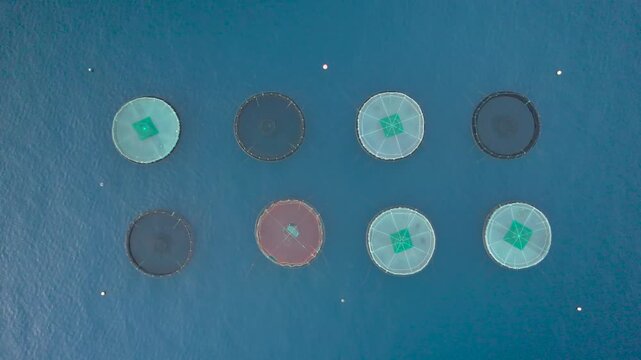Fish farm with floating cages in calm blue water for seafood production from an aerial view at madeira island.