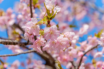 満開に咲き誇る河津桜の花々と澄み渡る青空の風景