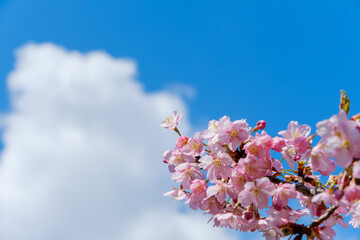 青空に浮かぶ白い雲と河津桜の枝の風景背景