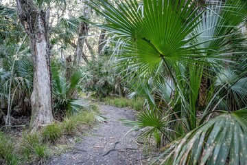 Obraz premium natural forest in Florida