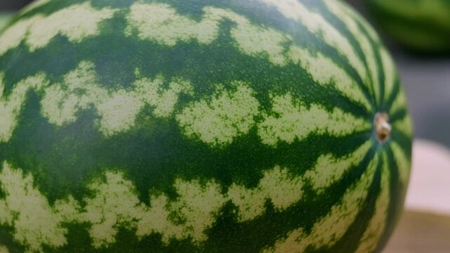 Fresh Watermelons on Display: Close-up of Ripe Fruit with Vibrant Green Rinds