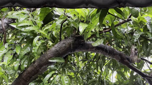 Heavy rain and strong winds wet the branches of the mango tree.