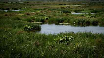 Wetlands at Sunrise