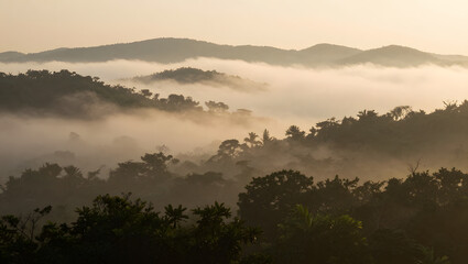 Foggy Forest at Dawn