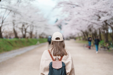 Fototapeta premium Woman tourist sightseeing Hirosaki Castle park with Sakura Cherry Blossom in Spring, traveler travel in Hirosaki city, Aomori, Tohoku, Japan. Landmark famous in Japan. Travel and Vacation destination