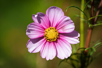 Obraz premium Close-up of pink cosmos flower