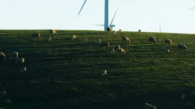 Wind Farm with Sheep