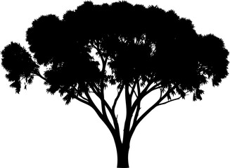Fototapeta premium Broadleaf forest tree silhouette with detailed crown