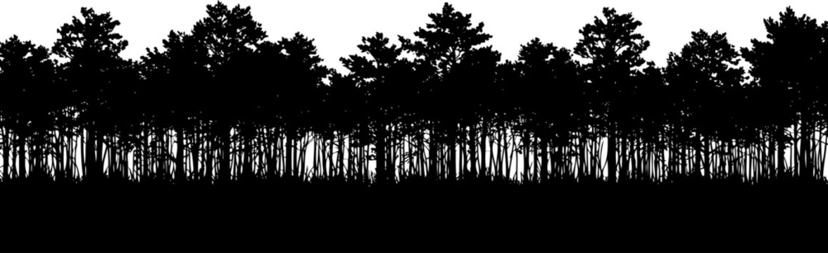 Dense forest edge tree line silhouette