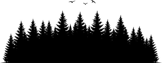 Evergreen woodland shadow with birds flying above