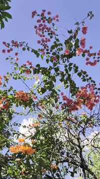 Primer plano de una flor de buganvilla, hojas verdes y fondo borroso