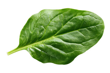Obraz premium Single green spinach leaf with prominent veins on black background isolated