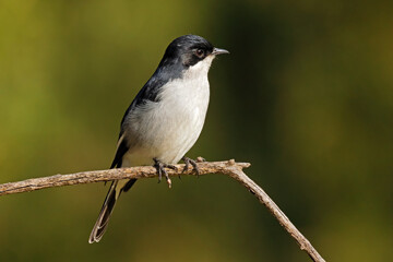 Fototapeta premium A small fiscal flycatcher (Sigelus silens) perched on a branch, South Africa