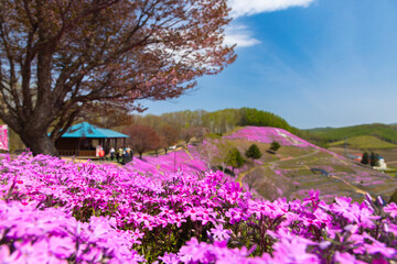 北海道大空2025春-東藻琴の芝桜-09