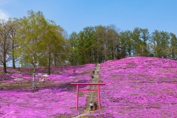 北海道大空2025春-東藻琴の芝桜-10
