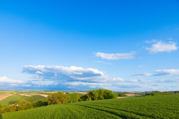 北海道美瑛2025春-五稜からの風景-